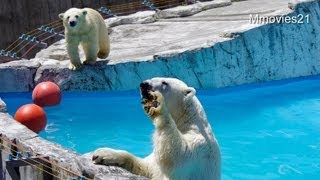 リンゴ取らないで！母と娘で餌取り競争