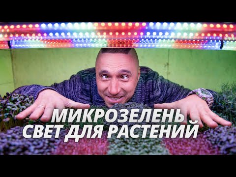 Видео: Сколько часов света вам нужно для гидропоники?