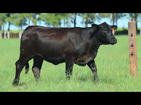 LOTE 73   TAT 3272 F Brangus