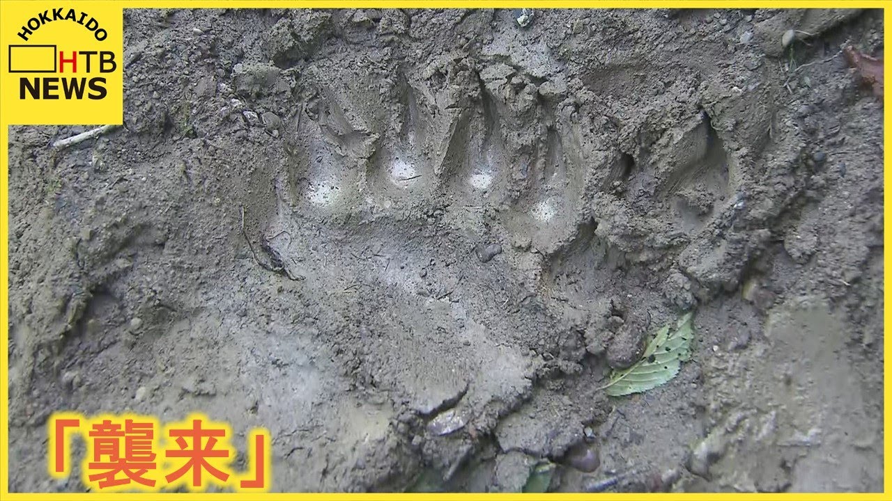 忍者グマ 牧場スタッフ バケモノですよね Oso18 か 乳牛が襲われる 北海道厚岸町 Htb北海道ニュース