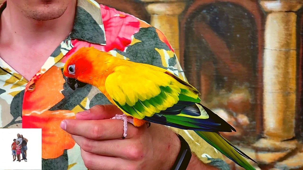 Bird Show at Jungle Island, Miami, Florida YouTube