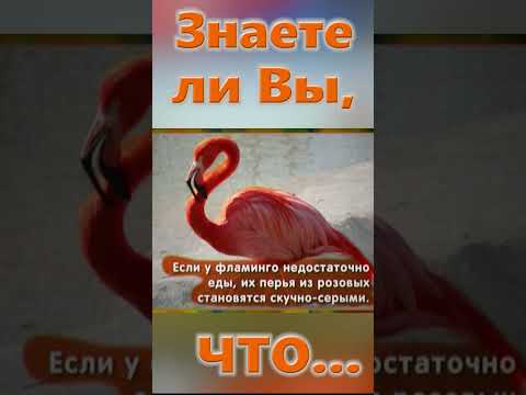 Знаете ли Вы, Что? Фламинго
