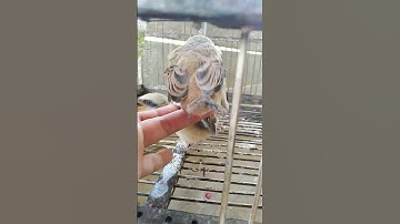 Anakan Burung KUTILANG VS Anakan Burung Cendet#shorts