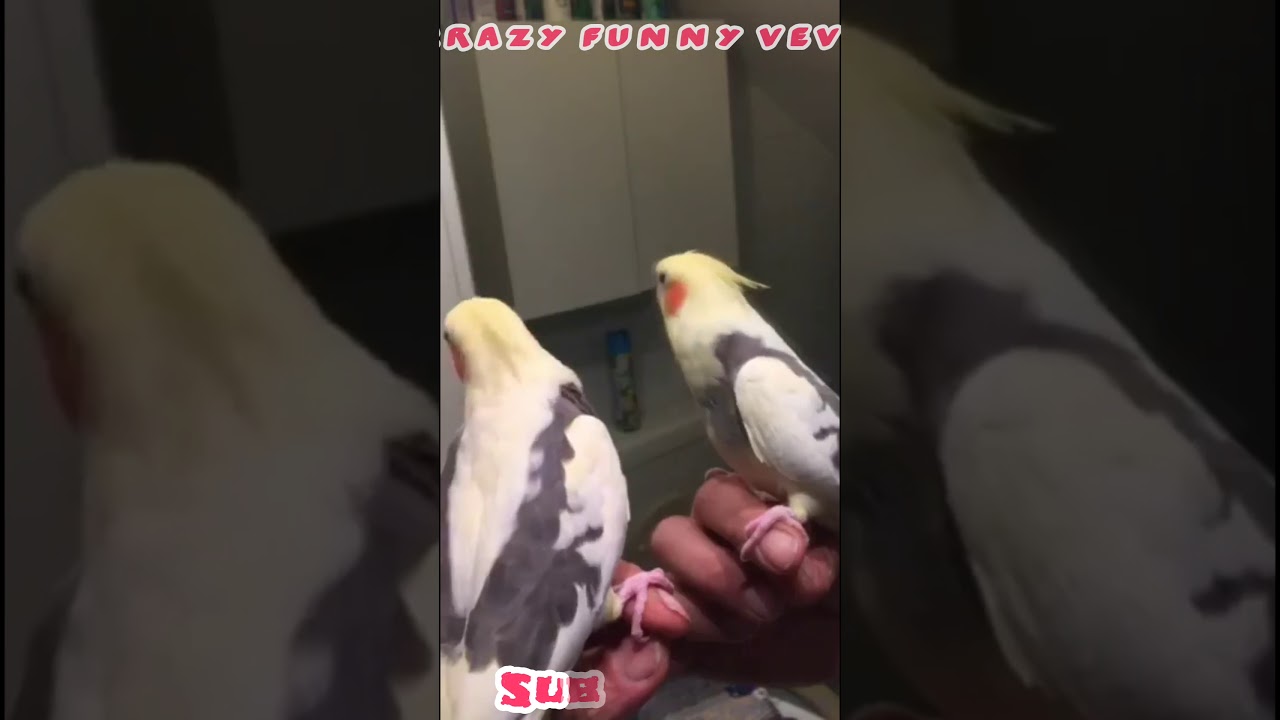 Best Talking Cockatiel Cute Cockatiel sounds Best Cockatiel Talking