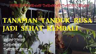 Cara Mengganti Media Tanam Tanduk Rusa Pemeliharaan Tanaman Tanduk Rusa 03