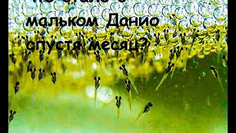 С первого нереста Данио - прошел почти месяц. Кол-во мальков растет. Рыбная солянка!