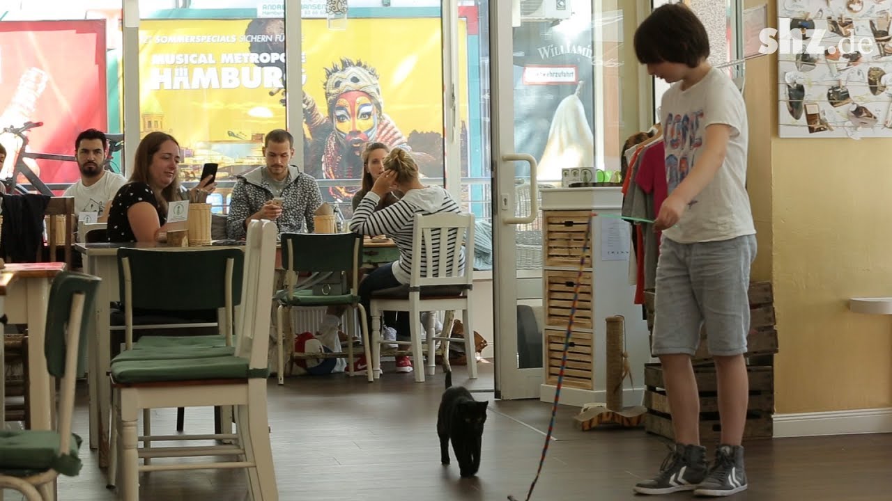Schmusen, kuscheln, spielen - Hamburgs erstes Katzencafé als Besuchermagnet