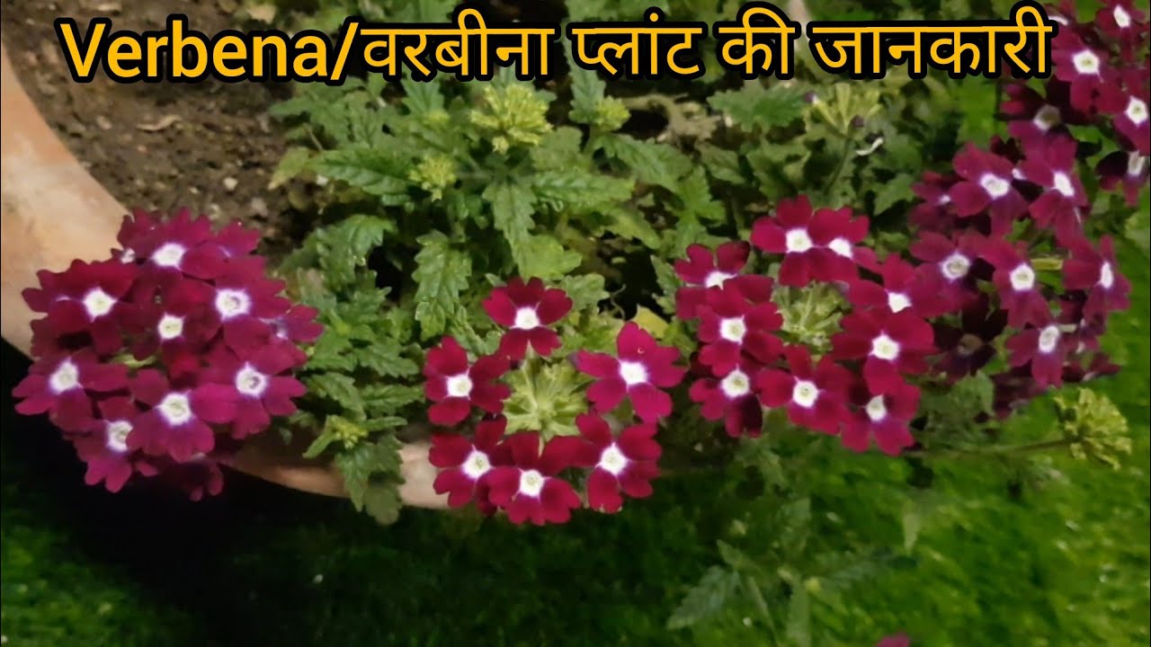How to care of verbena plant YouTube