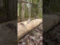 лось, осина и кукушка
