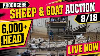 Producers Livestock Auction Company Massive 6 000 Head Sheep Goat Sale 26