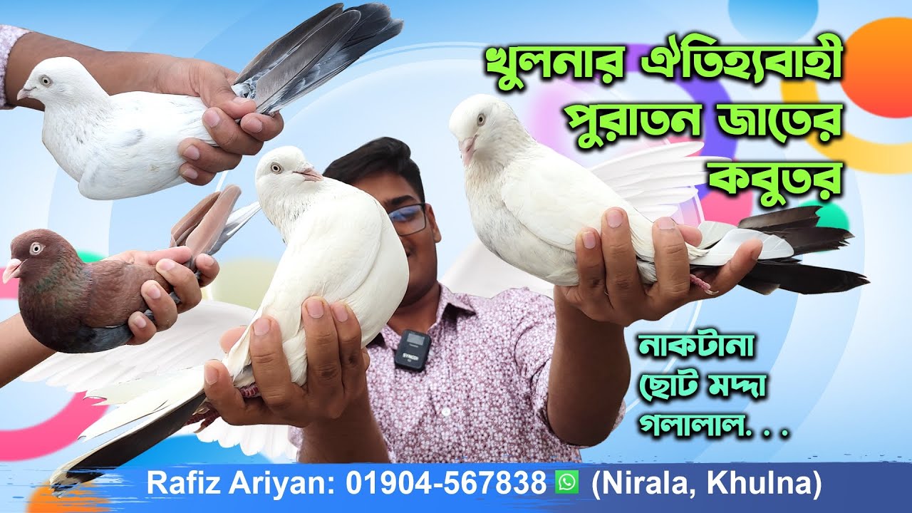 Bangladeshi high flying pigeon।। খুলনার ঐতিহ্যবাহী হাই ফ্লাইং কবুতর গলালাল ছোট মদ্দা নাকটানা