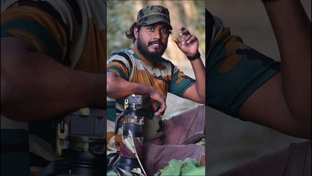 Wildlife Photography - Bird Photography  - Rose Ring Parakeet -  