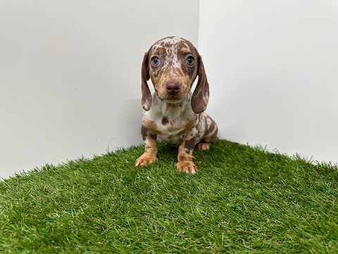 Video van Teckel Vrouwelijk Chocolat Merle - PUP-ID 014729345 | Dierenhof Debrabandere