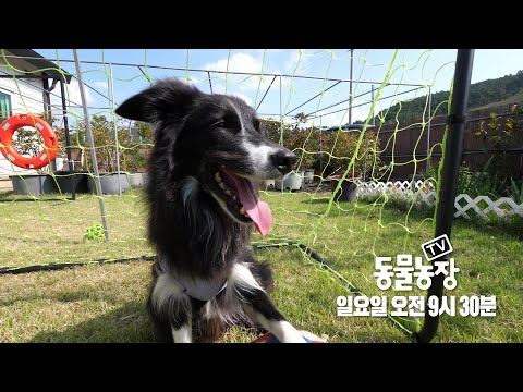 [11월 5일 예고] 행복 가득 천재 반려견 <strong>보더콜리</strong> 패밀리 #TV동물농장 #AnimalFarm #SBSstory