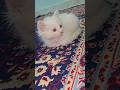 Cats Comedy Vlog 🐈🐈#catscomedy #cat #catcomedy #catfunny #catshorts #shortsfeed #shortviral #explore