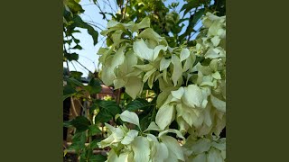 Hinaan Mu Membuatu Sembuh