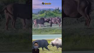 OH MY GOD! BANTENG BERSETERU DENGAN SAPI #animals #shorts