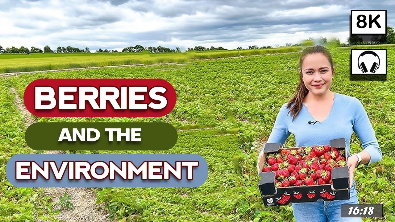 |8K| 🇬🇧 | Berries Farm In London | Drone Shots | Walking | 🍓| 🍇| Luton Farms 🚜