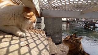 猫島での猫のケンカが壮絶だった