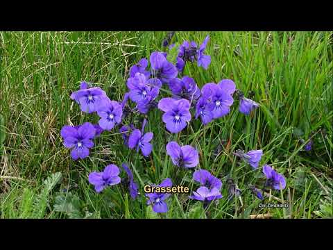 Vidéo: Plantes à Fleurs Bleues Et Violettes