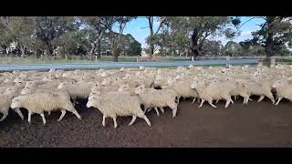 Paraway Pastoral Co - Sil Composite Ewe Lambs. A July 22