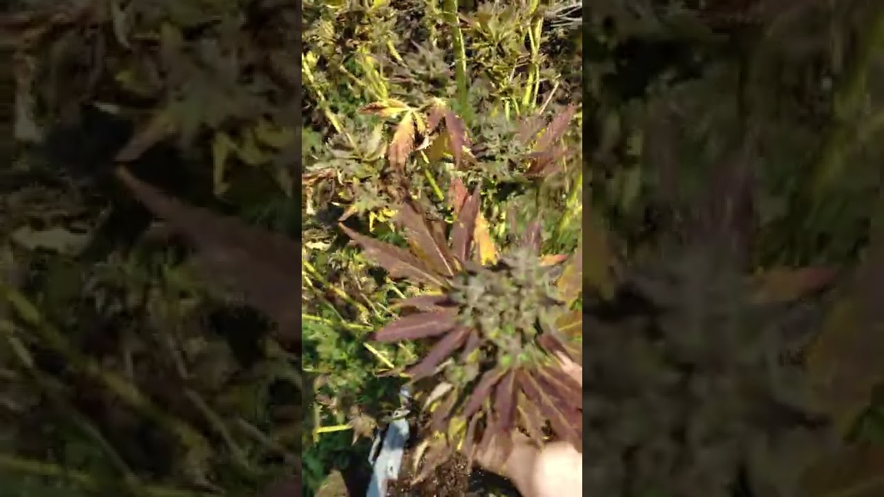 Outdoor cannabis grow. Kosher Kush strain. ready for harvest