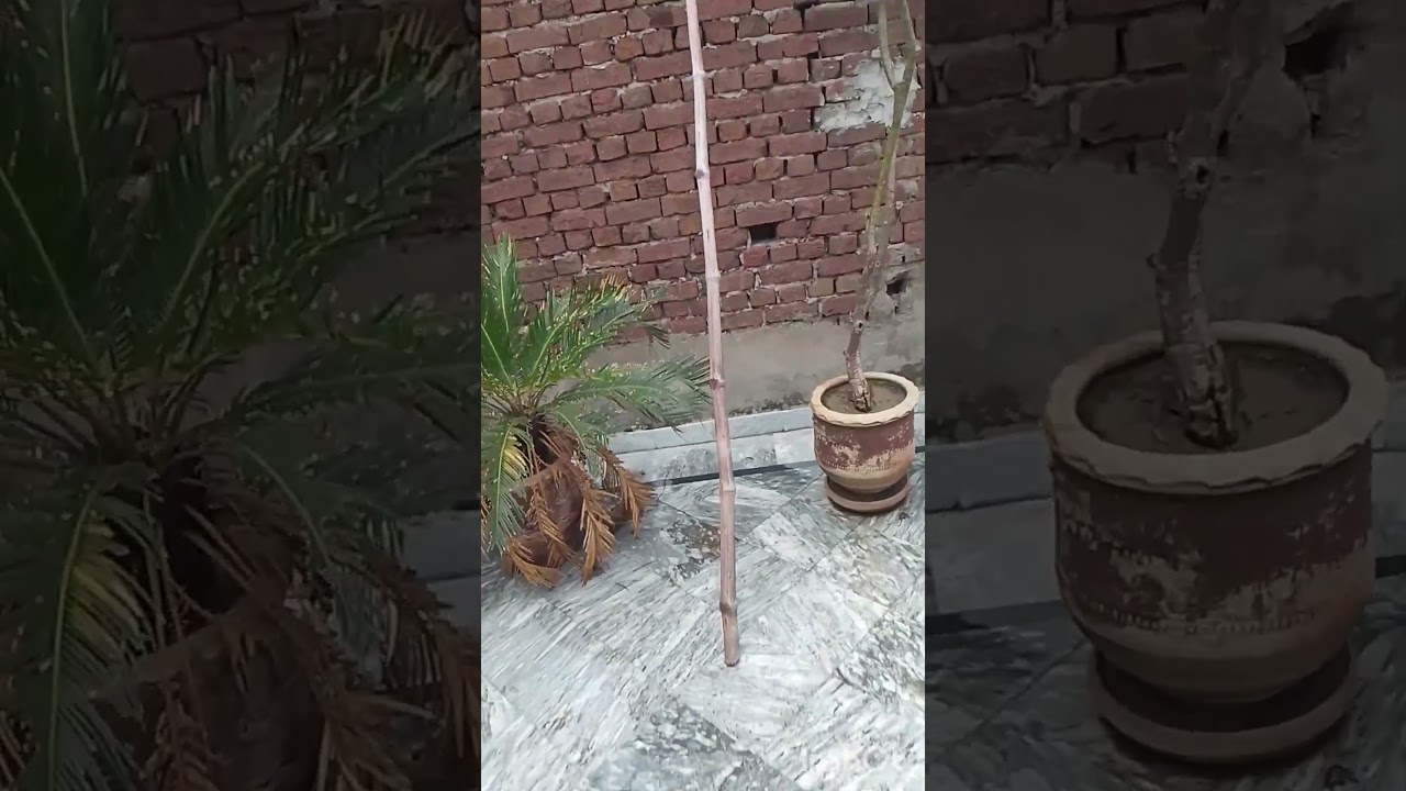 Sparrow was in trouble😔/ mini vlog