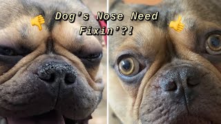 Amazing Can You Put Vaseline On A Dog's Nose Capture Photography Amazing Can You Put Vaseline On A Dog's Nose Capture Photography