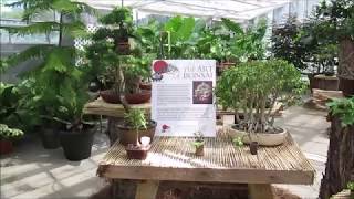 ACBS Tropical Exhibit at Stan Hywet Gardens 2019