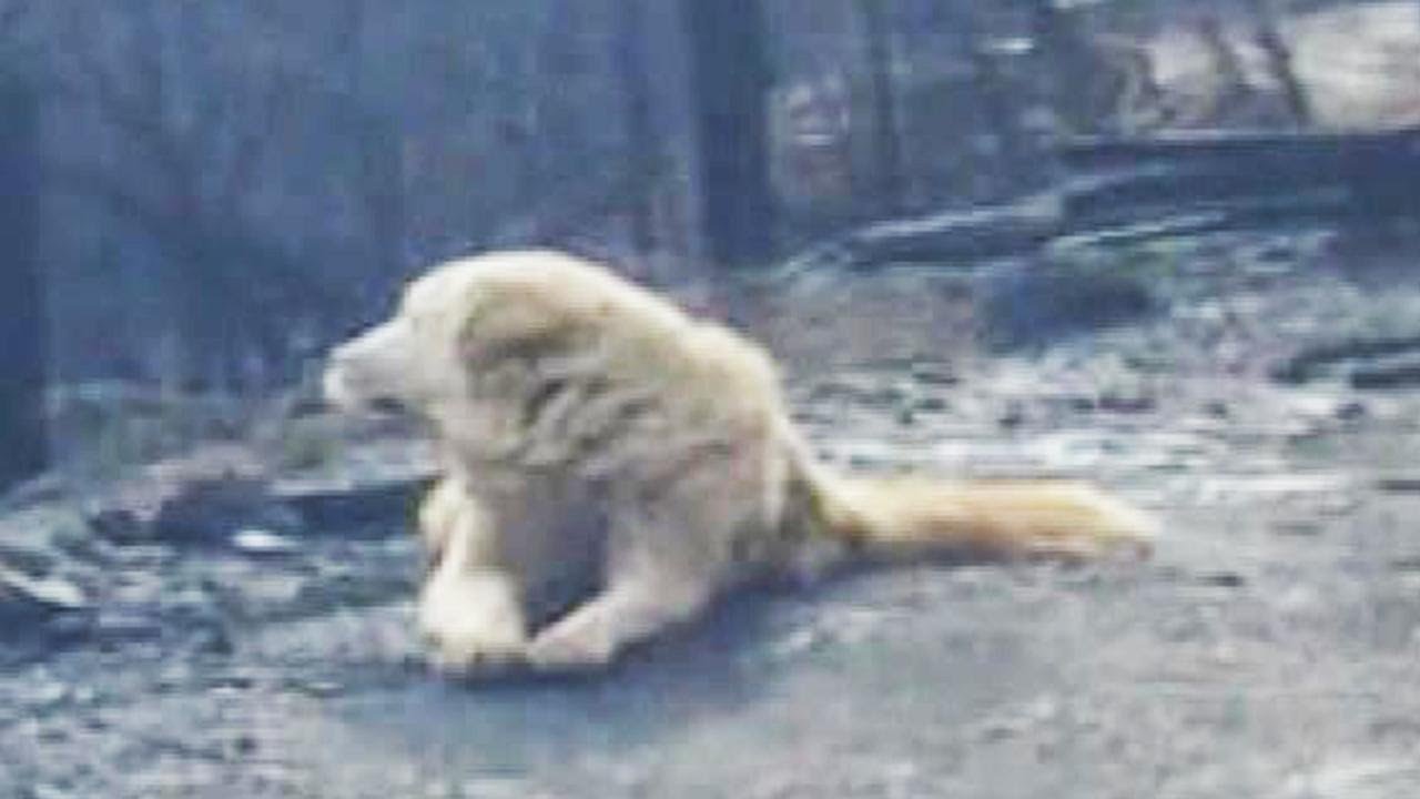 Family Returns Home a Month After Fire and Finds Their Dog Waiting for