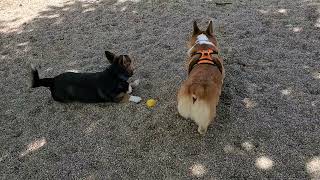 Boston Corgi MeetUp 2022