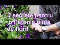 3 SECRETE pentru o Petunie plina de flori