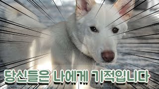 당신들은 기적입니다 [감동보장  봉봉이 이야기]