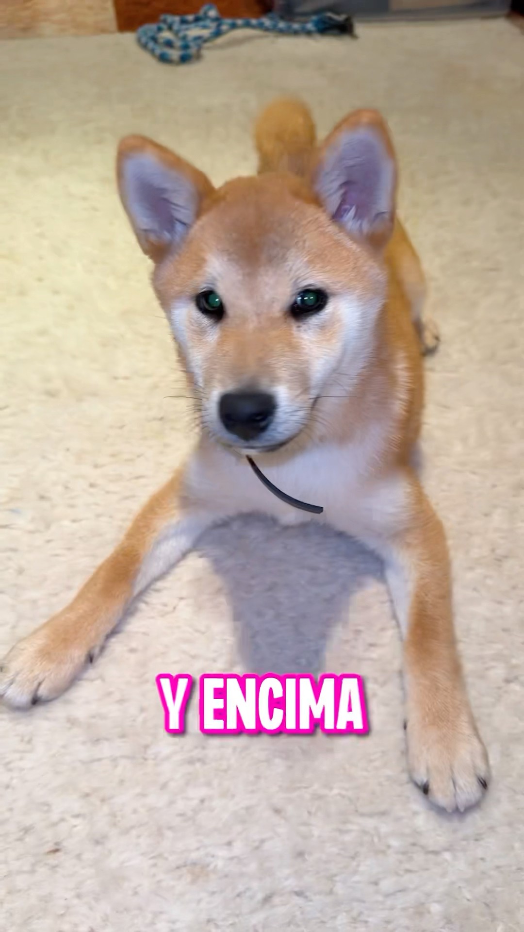 Me he encontrado un perrito nuevo!