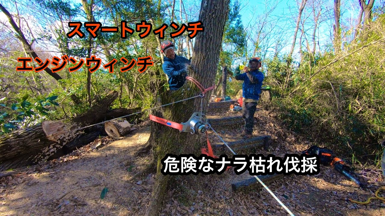 スマートウィンチとエンジンウィンチでナラ枯れ伐採