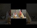 ah yeni nesil #keşfet #keşfet #fypシ゚ #viral #virashort #love #funny #animals #comedy #love2026