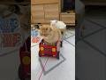 【爆笑】インドネシアのボートレースを愛猫で再現してみた結果…ｗ #猫
