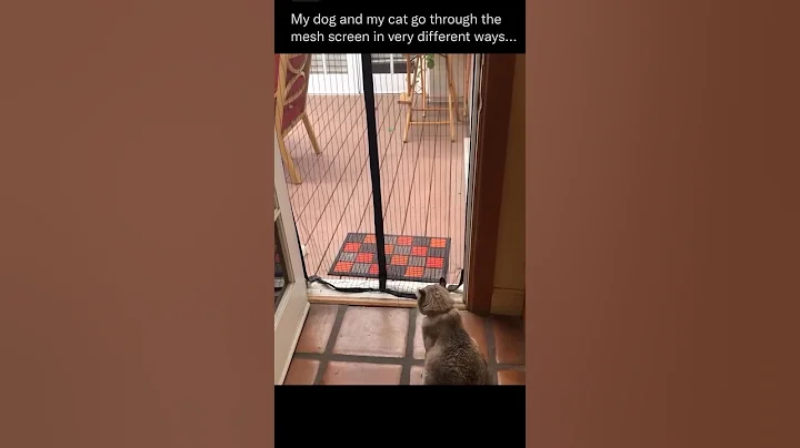 Video 11777141: hilarious cat fails, funniest cat reaction