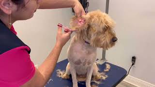 🐾Como pelar a un perro anudado./ Pelando a un perro con nudos. Grooming a matted dog.