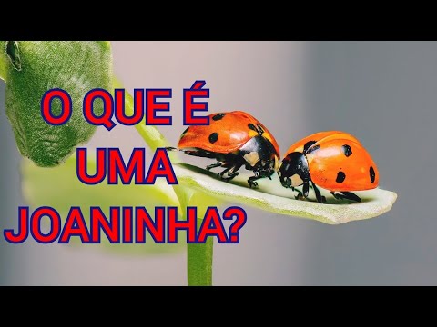 Conheça a verdadeira história da joaninha @reliquiasdanatureza2758 ...