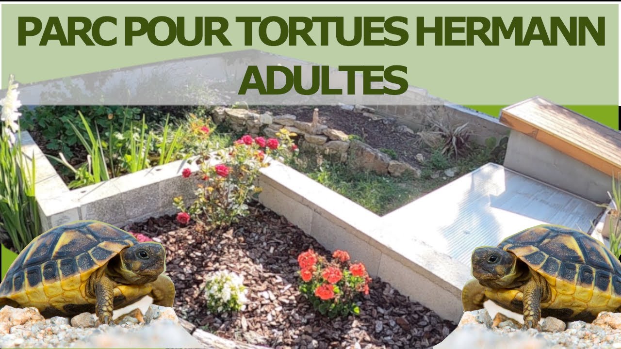 FAIRE UN PARC POUR TORTUES HERMANN ADULTES