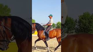 Caballo en venta - Dedalo - DEDALO - equirodi.es Caballo en venta - Dedalo - DEDALO - equirodi.es