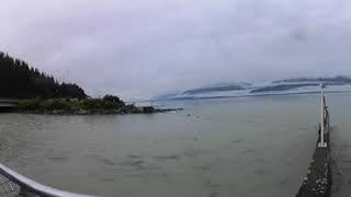 Solomon Gulch Fish Hatchery, Salmon, Sea Lion, Valdez, Alaska, VR 360 Video