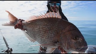 Live Bait Fishing For BIG Snapper.. I Didn't Expect To Catch One THIS BIG!