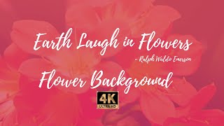 Flower background video free (Earth laughs in flowers) screenshot 4