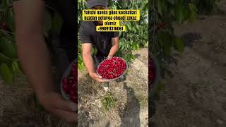 #garden #shayxrahmatullohtermiziy #baki #fruit #rek #farming