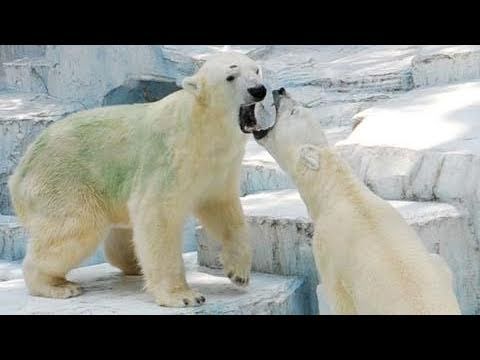 年の差ペア　冷たい争い