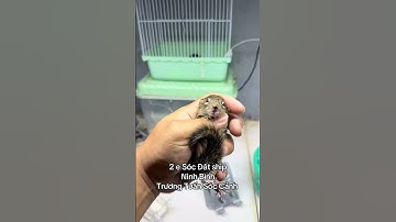 2 e Sóc Đất ship Ninh Bình - Trương Tuấn Sóc Cảnh