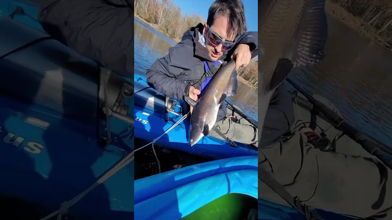 Поймал и отпустил или отпустил в лужу: речная рыбалка на крупного сома: лучшие снасти для ловли с...