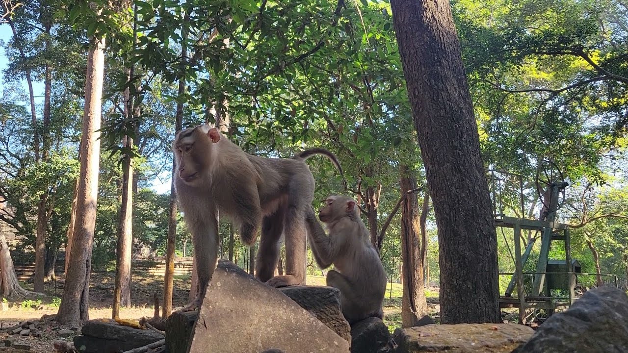 Those Monkey Relax with Peaceful such a Sweet Katrina and Pongo grooming so well.